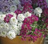 Alyssum Magic Mix